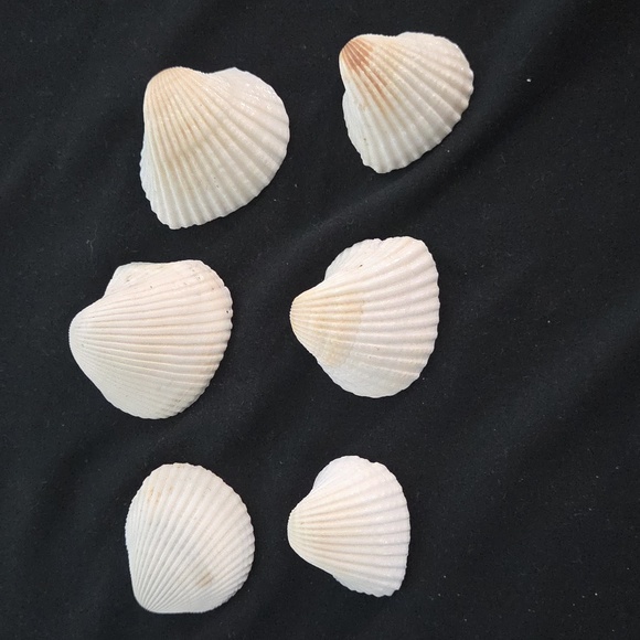 6 Shells - Picture 2 of 2